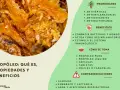 Propolis: qué es, sus propiedades antisépticas y beneficios para combatir bacterias. Se presenta en diversas formas.
