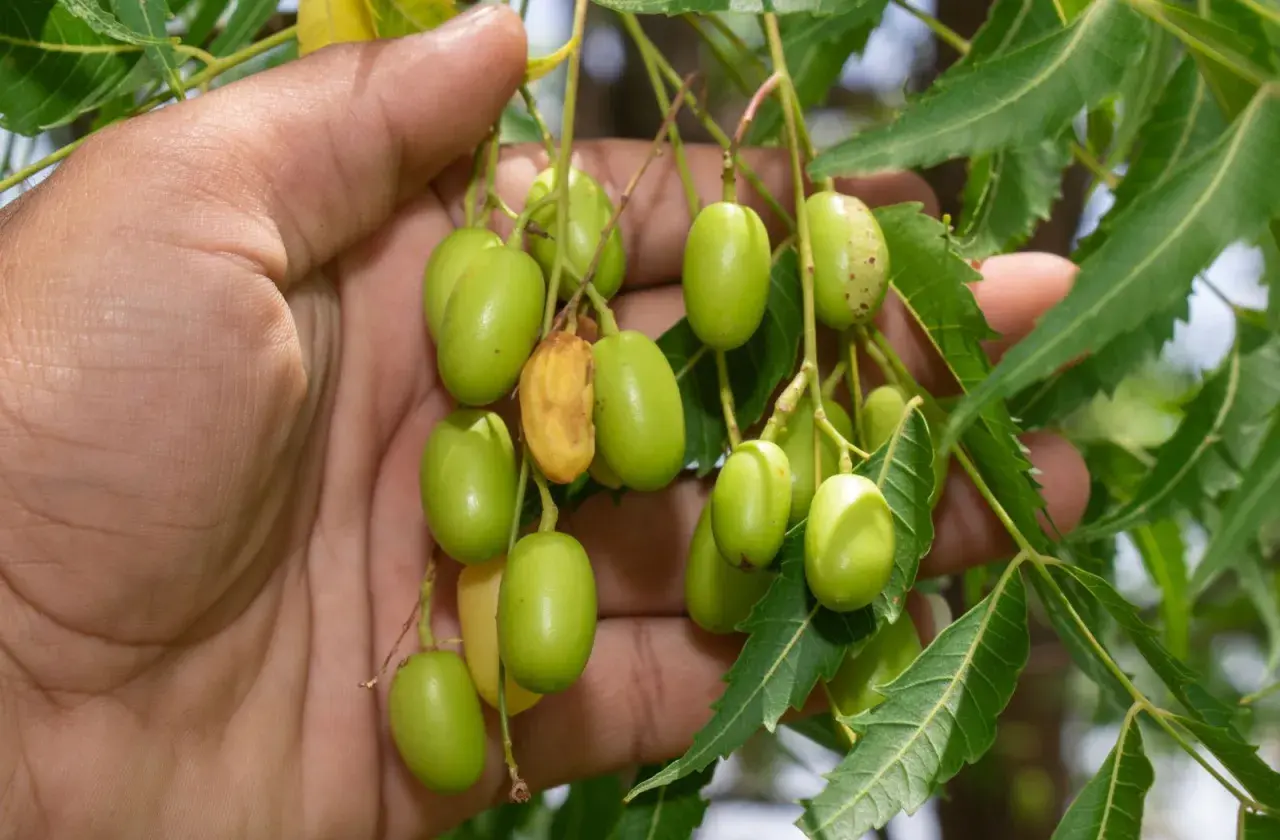 Mano sosteniendo racimos de frutos verdes de neem, de donde se extrae el aceite de neem.