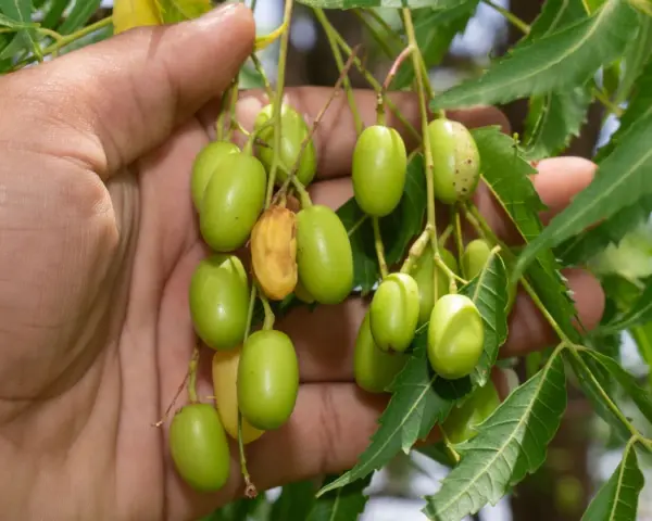 Mano sosteniendo racimos de frutos verdes de neem, de donde se extrae el aceite de neem.