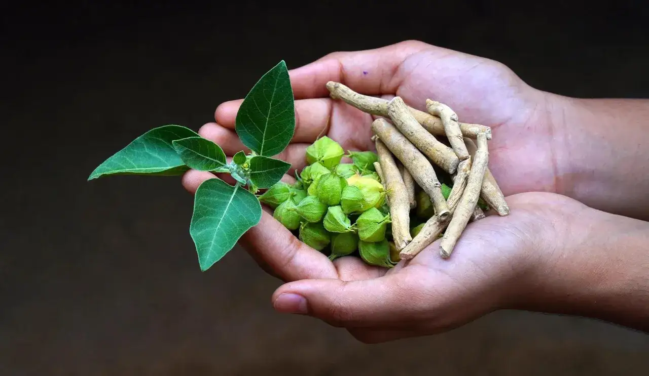 Manos sostienen hojas verdes, frutos y raíces de ashwagandha, planta conocida por sus ashwagandha beneficios para la mujer.