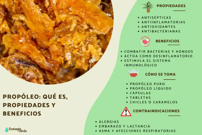Propolis: qué es, sus propiedades antisépticas y beneficios para combatir bacterias. Se presenta en diversas formas.
